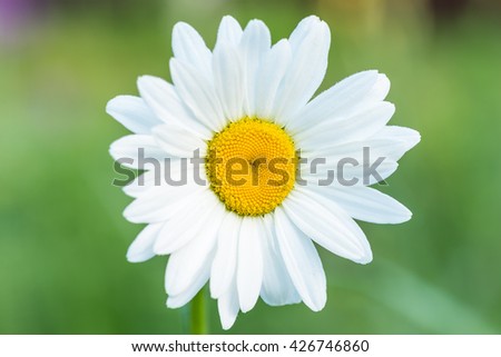 Flower white daisies.