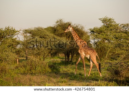 Giraffe in the african savanna
