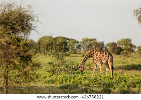 Incredible wildlife landscape with giraffe in the african savanna