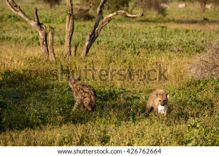 Cute hyena in the african savanna