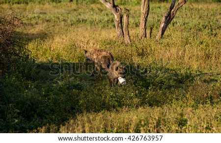 Cute hyena in the african savanna