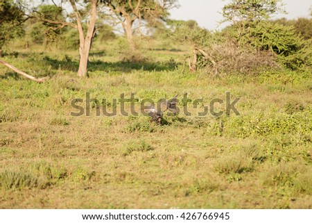 African ground bird in the African savannah