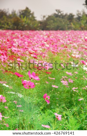 De Focus Cosmos Flower Field Blurred From the Wind Background Texture