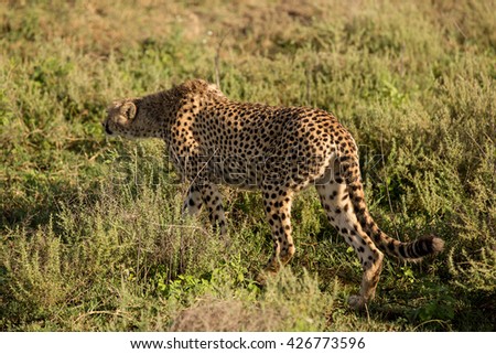 Lazy cheetah in the african savanna