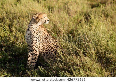 Lazy cheetah in the morning sun