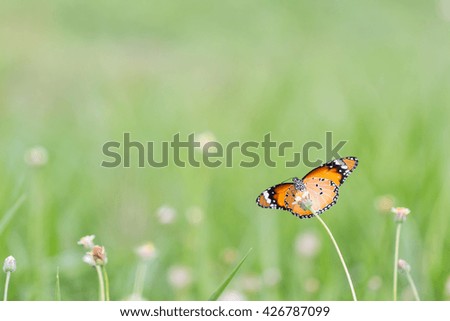 Close up butterfly on flower.Coatbuttons.Mexican daisy. Monarch Butterfly.design for background with copy space.Relax background or wallpaper.Concept for relaxation.natural background.yellow butterfly
