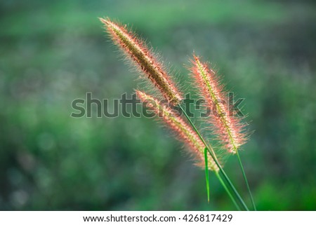 Grass flower field against sunlight