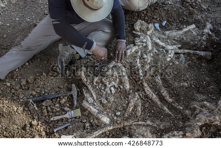 brush skeleton  for dig dinosaur fossil in sedimentary rock Royalty-Free Stock Photo #426848773