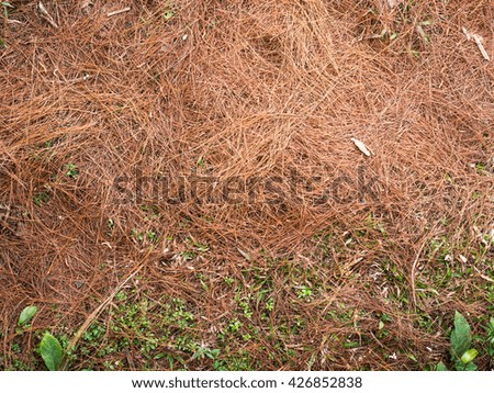Dry pine needles on the ground 