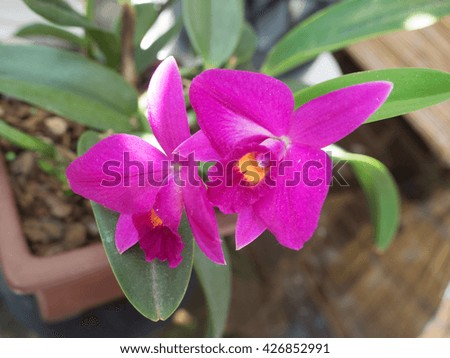 This beautiful pink cactus flower,