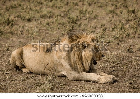 Male lion watching his food in the african savanna