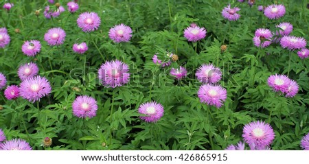Background of the horizontal ornamental flowers Centaurea dealbata which is used for landscaping. Royalty-Free Stock Photo #426865915
