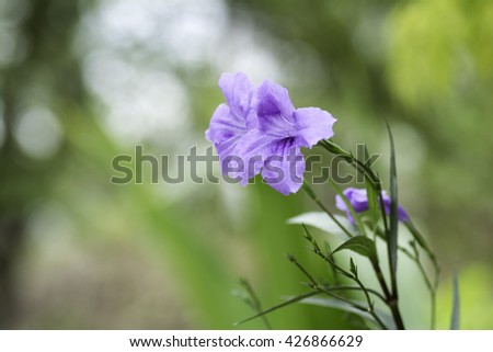 Beautiful purple flowers bloom on blurred background