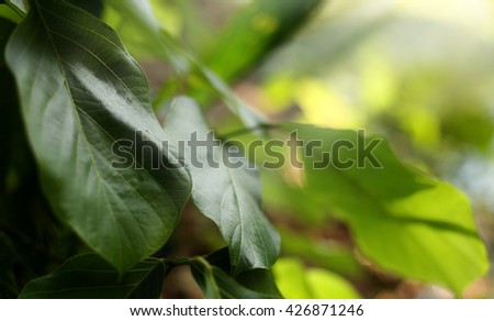 Low key lighting Nature background, green leave in natural light and shadow.Leaves some clear.