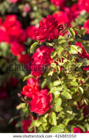 Beautiful bush of red roses in a spring garden.