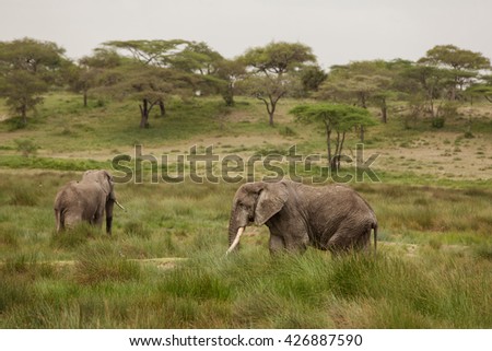 Couple of elephants in the african savanna