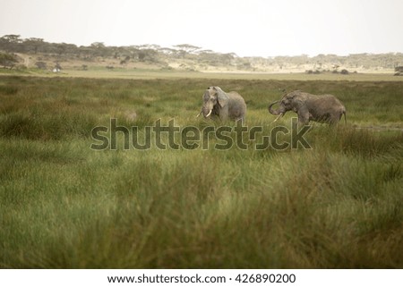 Elephant in natural environment migrating