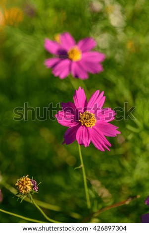 pink cosmos flower and green background