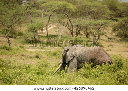 Stunning wildlife photography with large elephant in the african savanna during the rainy season