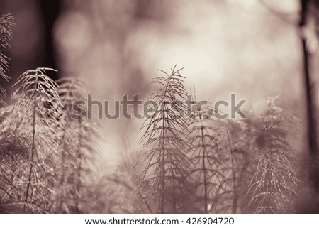 Forest plants and wildflowers on abstract natural background. Shallow depth of field. Selective focus. Toned.
