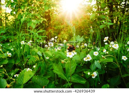 Bumblebee (Bombus terrestris) gathering pollen and nectar on wild strawberry flower with sunlight in evening. Strawberry flowers in forest. Small white flowers. Royalty-Free Stock Photo #426936439