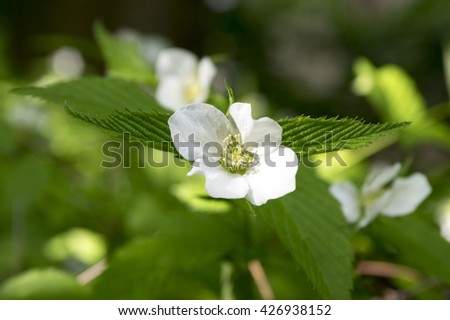 White Rhodotypos scandens blooming