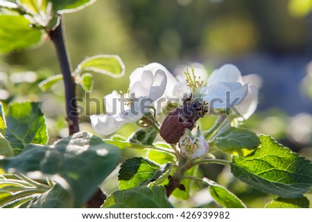  The bug sits on the apple blossoms