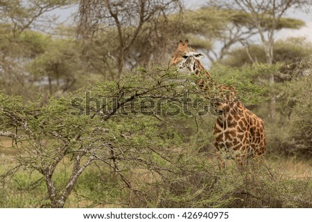 Amazing wildlife with beautiful giraffe in the african savanna