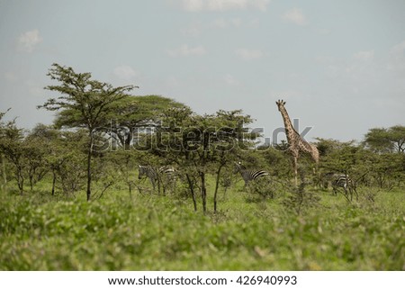 Amazing wildlife with beautiful giraffes in the african savanna