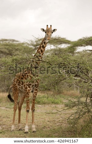 Beautiful giraffe posing in the african savanna