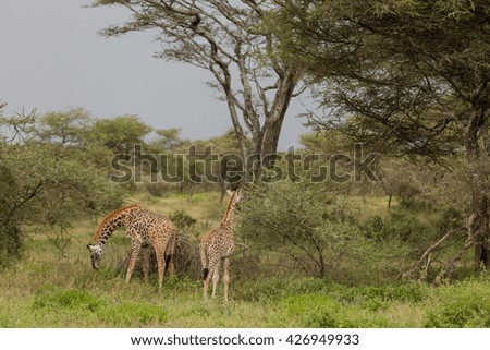 Baby giraffes eating in the african savanna
