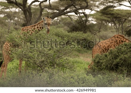 Giraffes eating in the african savanna