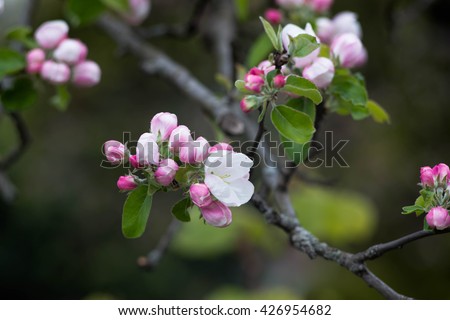 Picture of flowering apple tree in May.