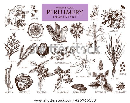 Vector collection of hand drawn perfumery materials and ingredients. Vintage set of aromatic plants for perfumes and cosmetics. Royalty-Free Stock Photo #426966133