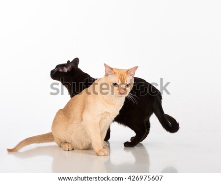 Black and Bright Brown Burmese cats Couple. White background with reflection.
