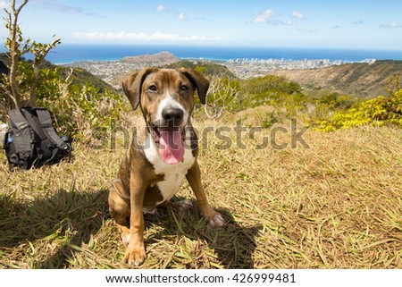 Happy Hound Dog in Honolulu Hawaii Royalty-Free Stock Photo #426999481