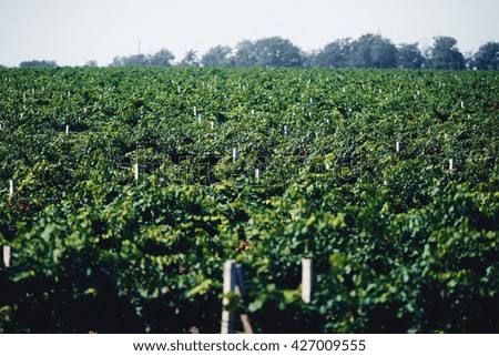 Huge grape plantation in the sunny day