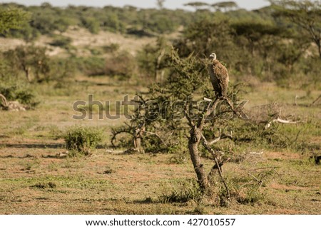 Watcher in the african savanna