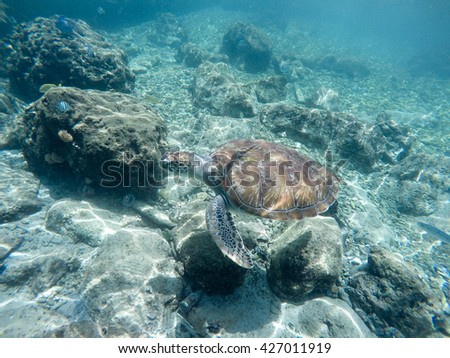 Swimming with turtles on the Caribbean island of Curacao 