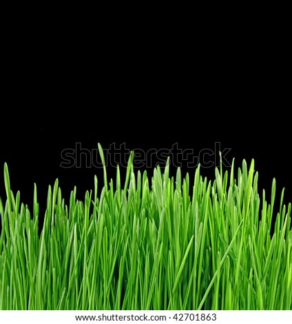 Close up of the green grass on black background