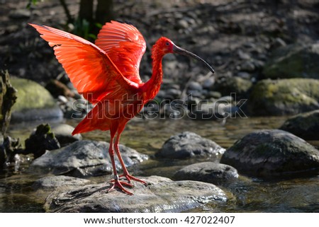Red Ibis Royalty-Free Stock Photo #427022407