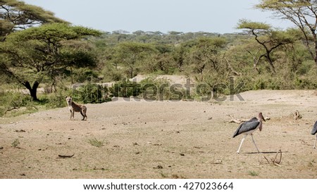 Hyena looking at a stork marabou