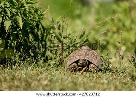 African turtle running in the grass