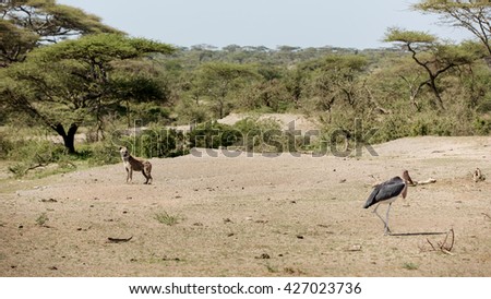 Hyena trying to hunt a stork marabou