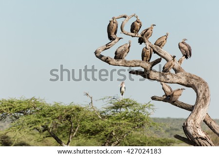 Watchers on a dead tree