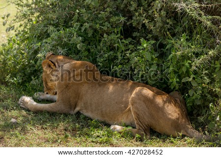 Lazy lioness resting in the african savanna
