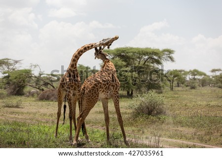 Crazy adorable giraffes measuring playing and simulating fight