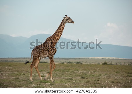 All eyes on me giraffe posing 