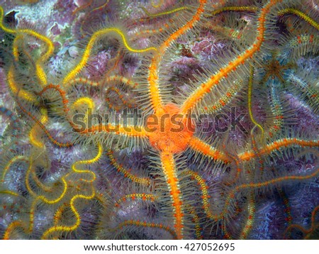 Orange Spiny Brittle Star found off of central California's Channel Islands. Royalty-Free Stock Photo #427052695