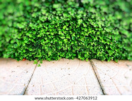 Blurry concrete and plant background pattern.